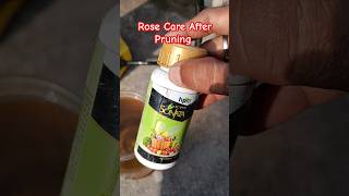 Rose care after branch cutting or pruning gardening rose gulab [upl. by Nannek]