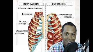 Músculos Intercostales [upl. by Chernow183]