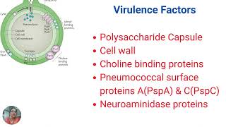 Pneumococcus virulence factors infections amp vaccines [upl. by Kimberley680]