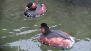 Blacknecked grebe Podiceps nigricollis social behaviour [upl. by Nneb]