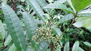 Bandicoot berryLeea indicaexcellent shrub for Biodiversity [upl. by Irok]