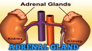 adrenal gland [upl. by Esinehc]