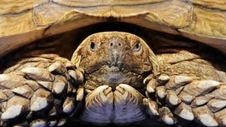 Whats a SpurThighed Tortoise  Pet Turtles [upl. by Tala]