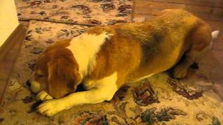 beagle epilepsy  Lafora disease 9082012 [upl. by Zeiler256]