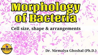 Morphology of Bacteria Size Shape amp Arrangements microbiology [upl. by Nevaeh]