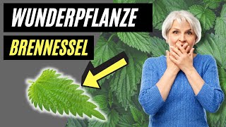 Brennessel  Die UNGLAUBLICHE und missverstandene Heilpflanze [upl. by Mossolb]