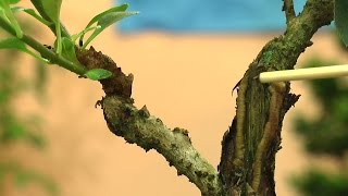 Bonsai BONSAI Kleiner Baum in Schale oder so [upl. by Molini933]