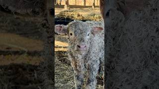 I found a baby fluffyfeatherfarm babycow calf minicow fluffycow babyfarmanimals [upl. by Oakleil501]