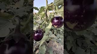 Organic brinjals my garden [upl. by Imak757]