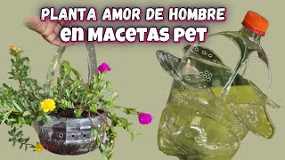 😎MACETAS EXÓTICAS CON PLANTA AMOR DE HOMBRE elaboradas con botellas de pet Liliana Muñoz [upl. by Yrekaz]