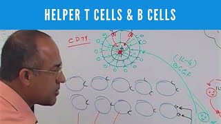 Helper T cells  CD4 and B cells  Lymphocytes  Immunology [upl. by Aleakim]