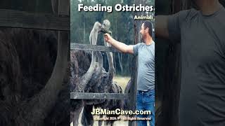 FEEDING OSTRICHES Birds JBManCavecom Shorts [upl. by Carver]