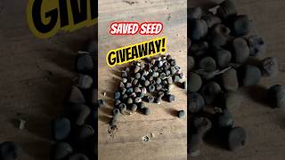 How to get free seeds  Giveaway  Saved Seeds  homegrown gardening seedbox seedsaving [upl. by Cletus]