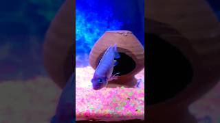 Aggressive African Cichlids aggressive cichlid africancichlid viralshort [upl. by Nuahsel]