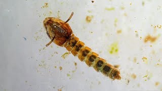 Mosquito emerging from larva to adulthood  close view and high speed [upl. by Marita796]