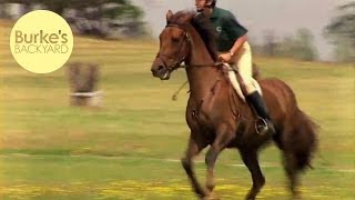 Burkes Backyard Irish Draught Horse Road Test [upl. by Nadoj]