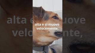 Il Linguaggio Segreto della Coda del Cane Cosa Vuole Dirti LinguaCani CaniFelici [upl. by Lory14]