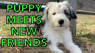 New Old English Sheepdog Puppy Visits All The Farm Animals [upl. by Eetse464]