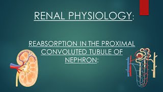 Reabsorption in Proximal Tubule of Nephron  Renal Physiology  Reabsorption in Kidney [upl. by Kiker]