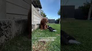 Funny Cats amp Dogs 🤣 PART 20 shorts funny viral [upl. by Nelon]