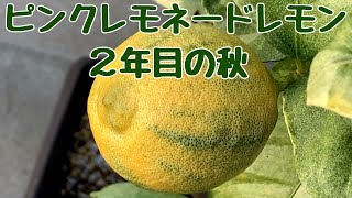 ピンクレモネード・レモン ２年目の秋の様子（おまけ）柚子・多田錦２年目の秋の様子 [upl. by Piselli]