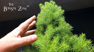 Setting Up a Bonsai Bench and Pruning My Alberta Spruce The Bonsai Zone June 2023 [upl. by Rimahs]