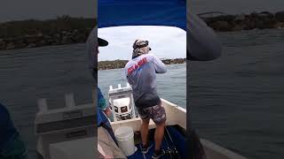 Breakwall Jewfish bites twice jewfish fishing fishingvideo fishinglife fishingtips mulloway [upl. by Jurgen]