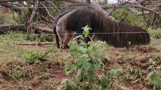 Giant anteater feeding in Pantanal [upl. by Gibrian]