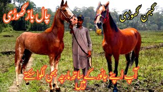 ghban ghodi chalbaz horse barey farokht ha location lahore [upl. by Flossy551]