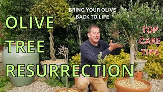 Olive Tree Care  OLIVE TREE RESURRECTION  Top Olive Tree Care Tips [upl. by Kcirdle]