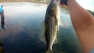 Striped bass fishing [upl. by Pazice]