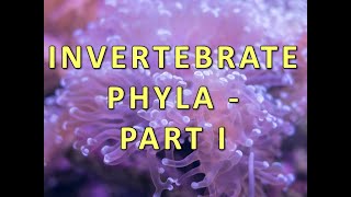 Invertebrate Phyla  Part I [upl. by Elaine]