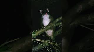 Our little Ringtail Possum comes out to say Hello ❤️ 💕 💞 ♥️ [upl. by Burgess]