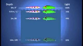 Fishing Lure Color Selection Part 1 How Colors Look Underwater [upl. by Francklin]