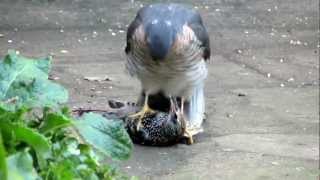 Sparrowhawk plucking live Starling pt1 [upl. by Elleirbag312]