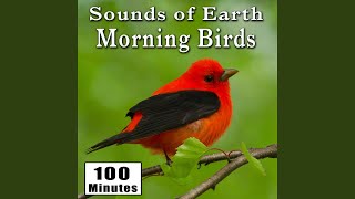 Early Morning Wild Birds Chirping and Activity Songbirds Singing Bird Ambience Sound Effects [upl. by Piks]