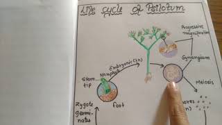 lifecycle of psilotum [upl. by Eintihw765]