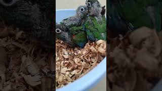 Blackcap n crimson belly conure handfeeding chicksshortshortstrendingloveytshorts [upl. by Sulakcin]