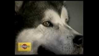 Alaskan Malamute  il documentario [upl. by Aihsek183]