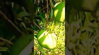 Banganapalli Mango Plantation [upl. by Kurtzman481]