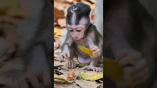 OMG Look shortsclip subscribe monkeybaby​ monkey monkeylove monkeyvideo littlemonkeys [upl. by Hajile]