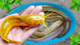 Catch Colorful Ornamental Fishs In Tiny Ponds egg color Turtles Clown Fish Zebra Fish Koi crab [upl. by Aiam]