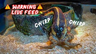 Toad still chirps from inside Garter Snake WARNING Live Feed [upl. by Putscher]