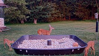 Sweet Blitzen 3 legged deer brings her two fawns to the feeder cam [upl. by Knowles]