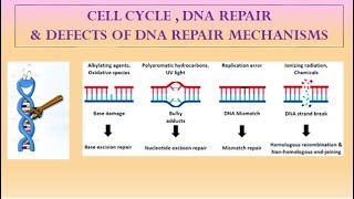 DNA REPAIR MECHANISMS [upl. by Nie420]