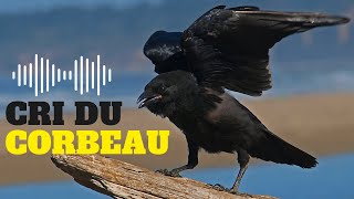 Cri du Corbeau  CORBEAU qui CROASSE  chant du corbeau [upl. by Hayouqes]