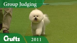 Bichon Frise wins Toy Group Judging at Crufts 2011  Crufts Dog Show [upl. by Diandre327]