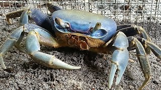 breeding blue land crab [upl. by Olihs]