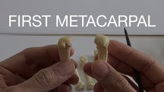 FIRST METACARPAL [upl. by Malilliw]