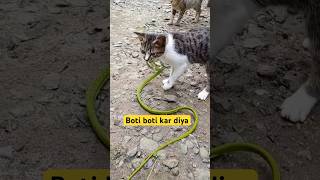 Cat Vs Snake snakevscat snake cat snakeattack shorts youtubeshorts cobra greensnake cats [upl. by Dash]